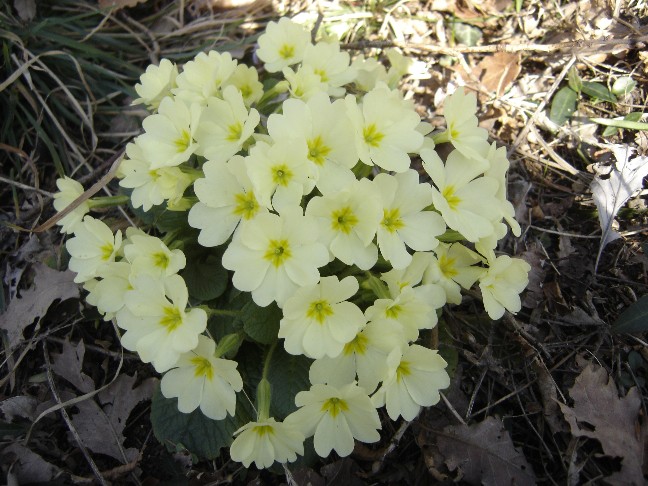 Fiori primaverili